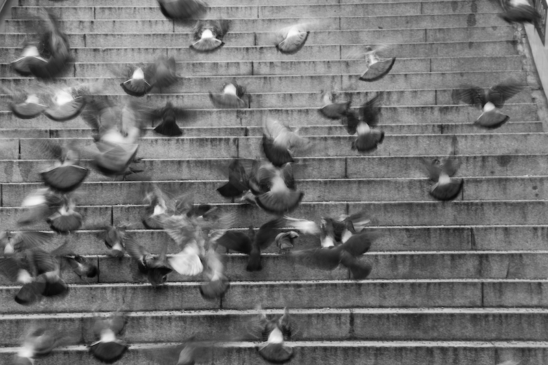 Pigeons flying away photographed by Astrid Julen.