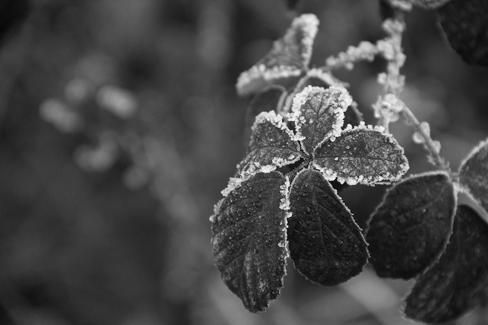 A leaf with snow crystals photographed by Astrid Julen.